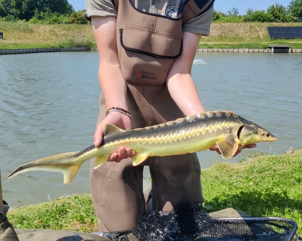 Nieuwe vis- uitzet Nieuwe vis- uitzet